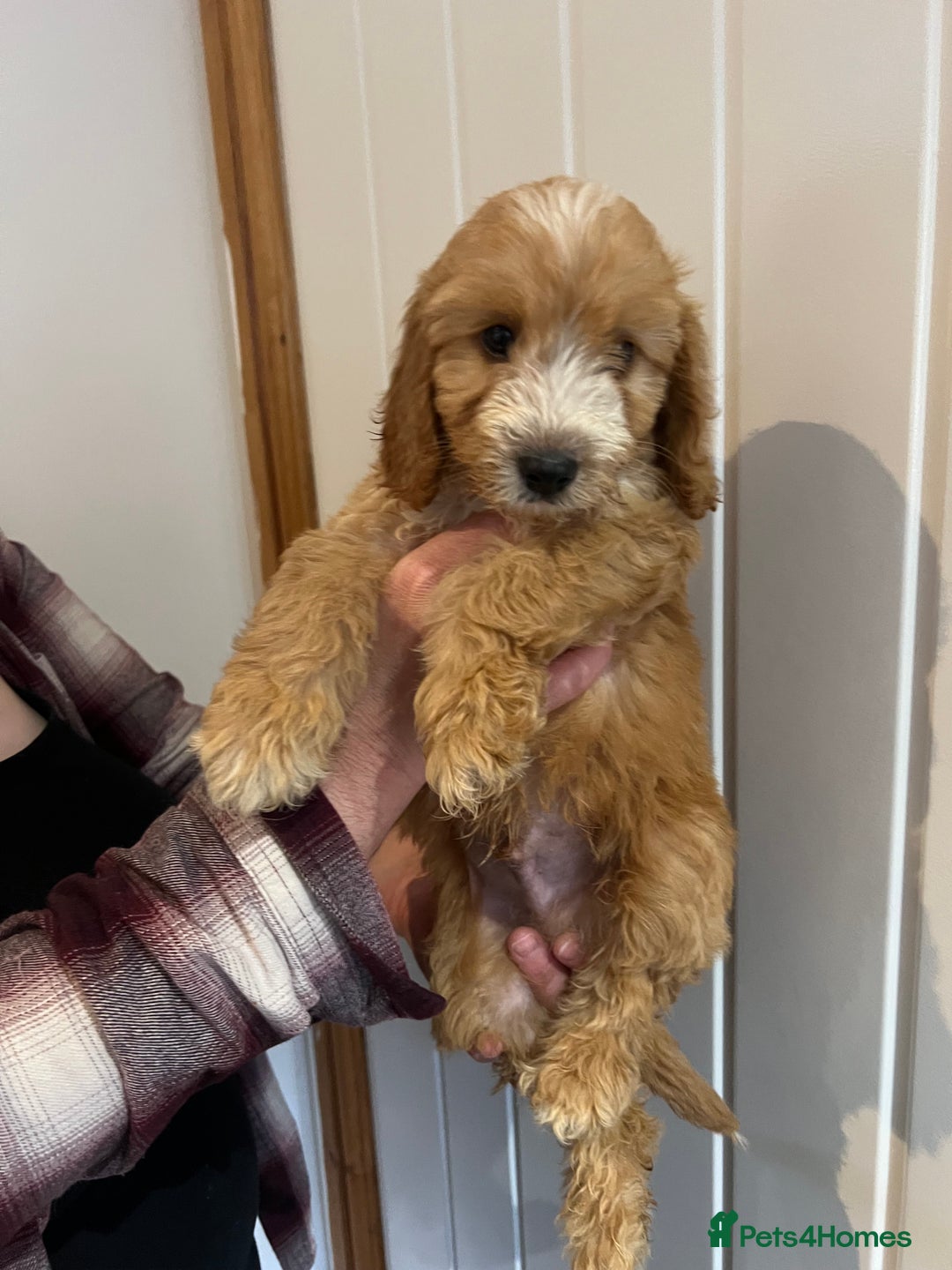 Cockapoo dogs for sale: Beautiful F1 Cockapoo puppies - Image 22