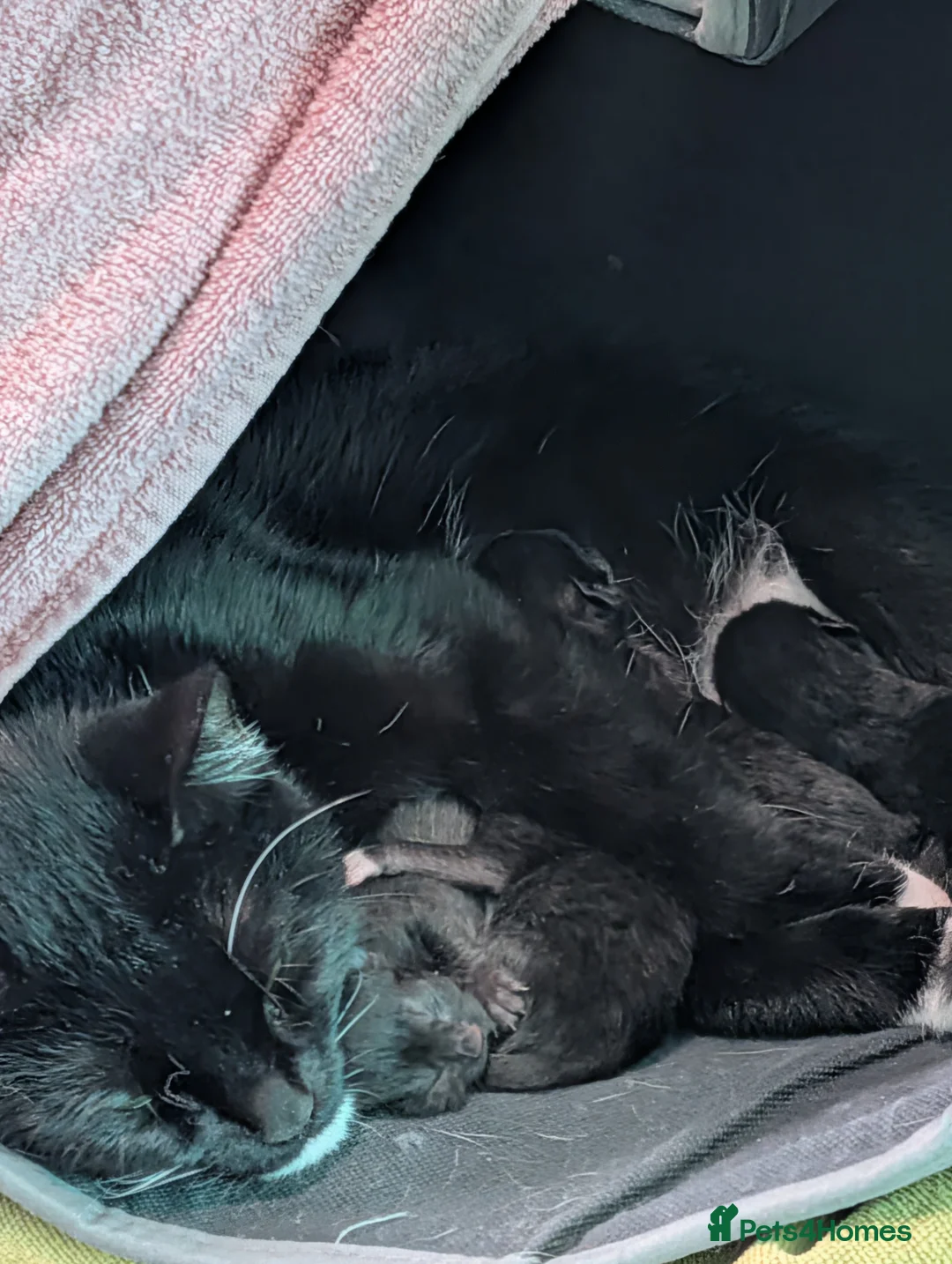 Domestic Shorthair cats for sale: Five kitten, 2 black, 3 tuxedo. Sexes not known - Advert 6