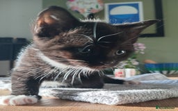 Domestic Shorthair cats for sale: Black and White Kittens For Sale - Image 3