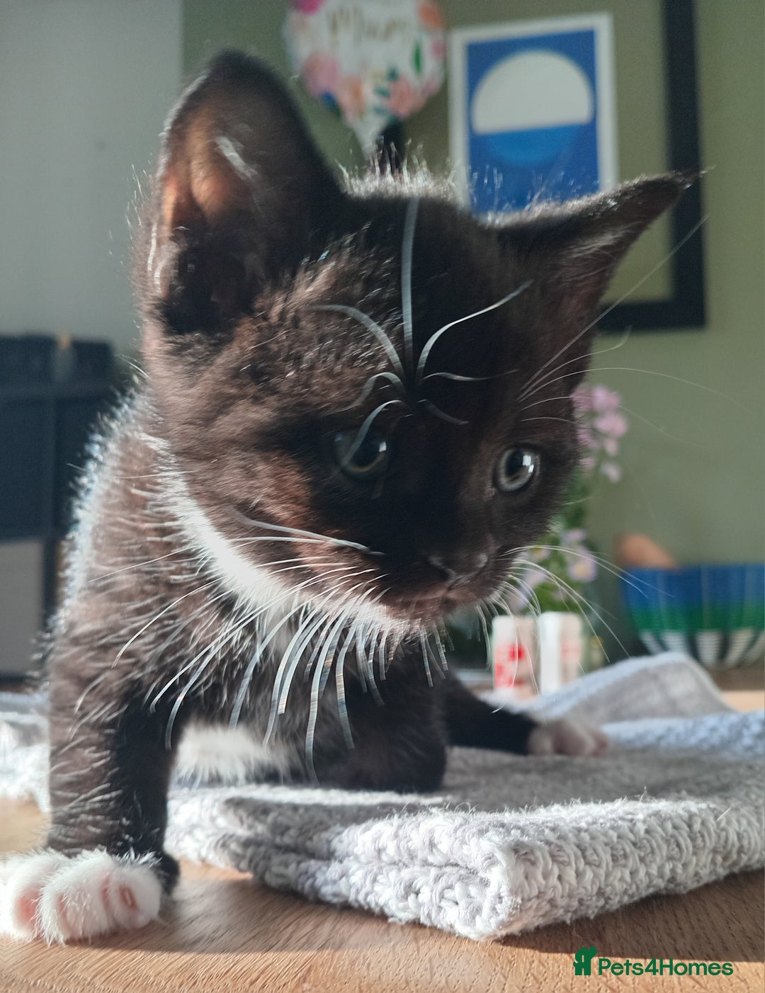 Domestic Shorthair cats for sale: Black and White Kittens For Sale - Image 3