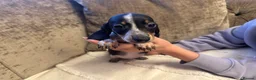 Miniature Dachshund dogs for sale: Miniature Dachshund puppies - Advert 5