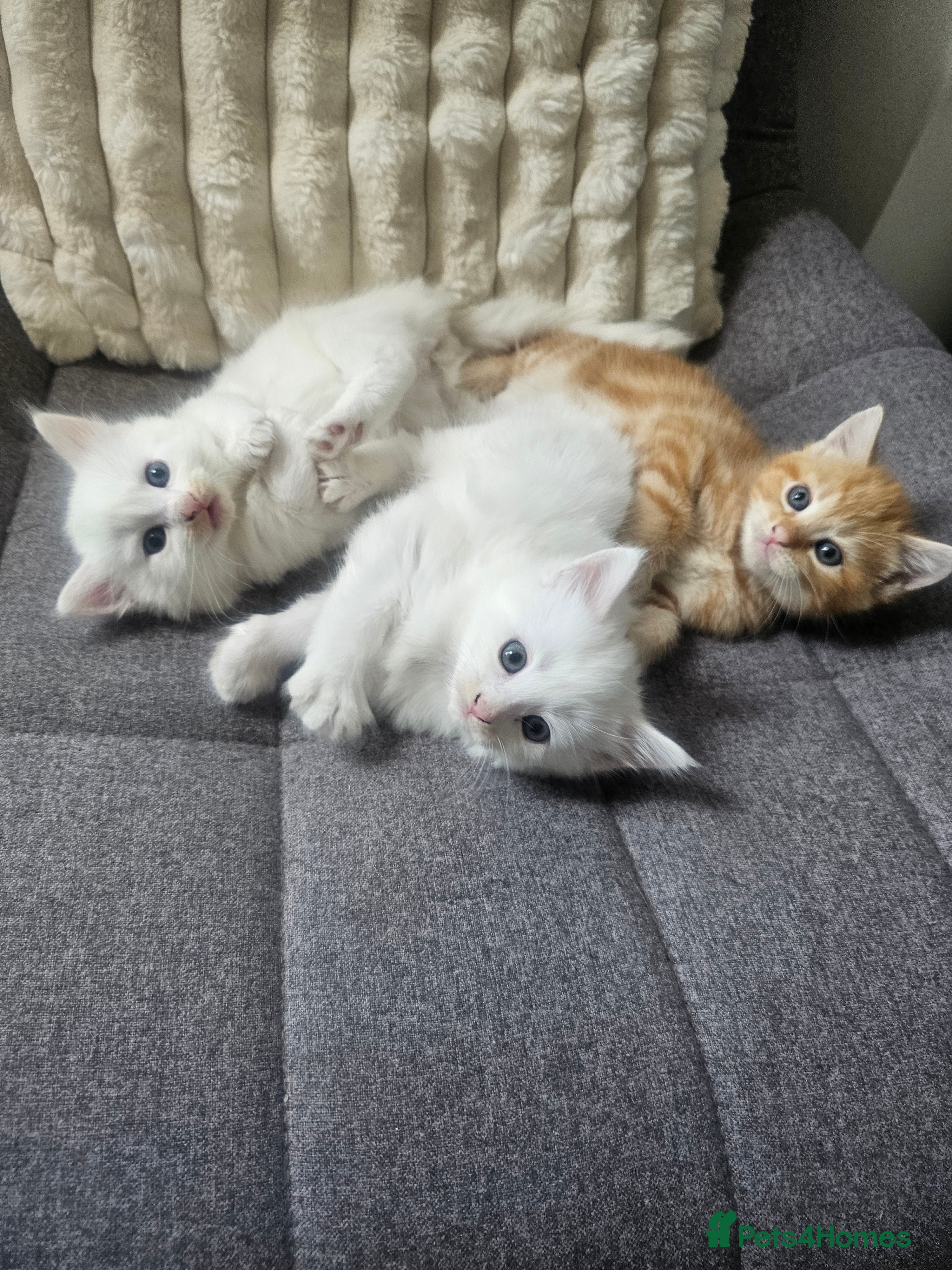 Mixed Breed cats Turkish Angora Cross Kittens - Advert 1