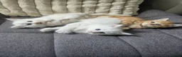 Mixed Breed cats for sale: Turkish Angora Cross Kittens - Advert 1