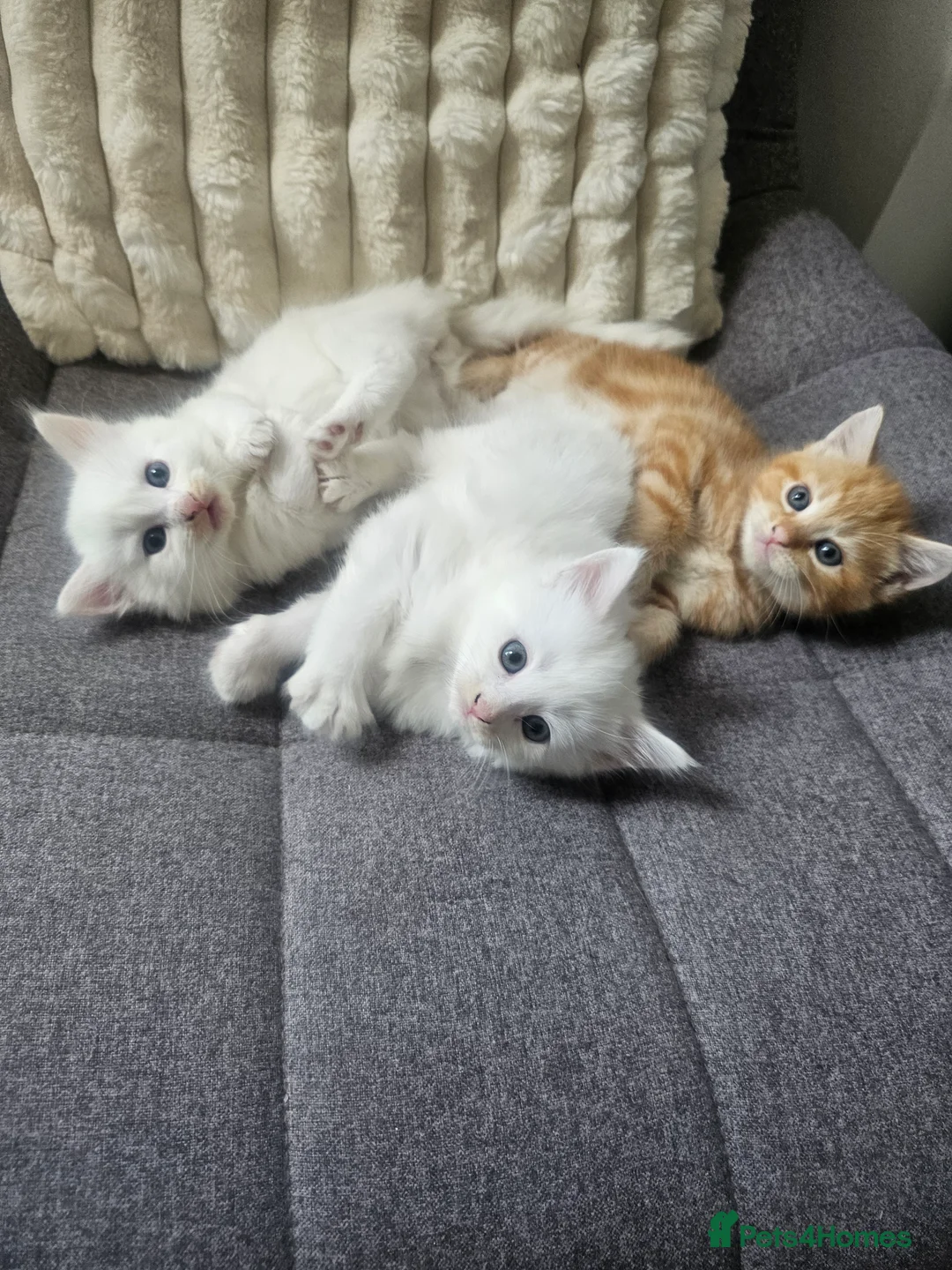 Mixed Breed cats for sale: Turkish Angora Cross Kittens - Advert 1