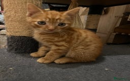 Mixed Breed cats for sale: Beautiful 3/4 exotic kittens  - Image 2