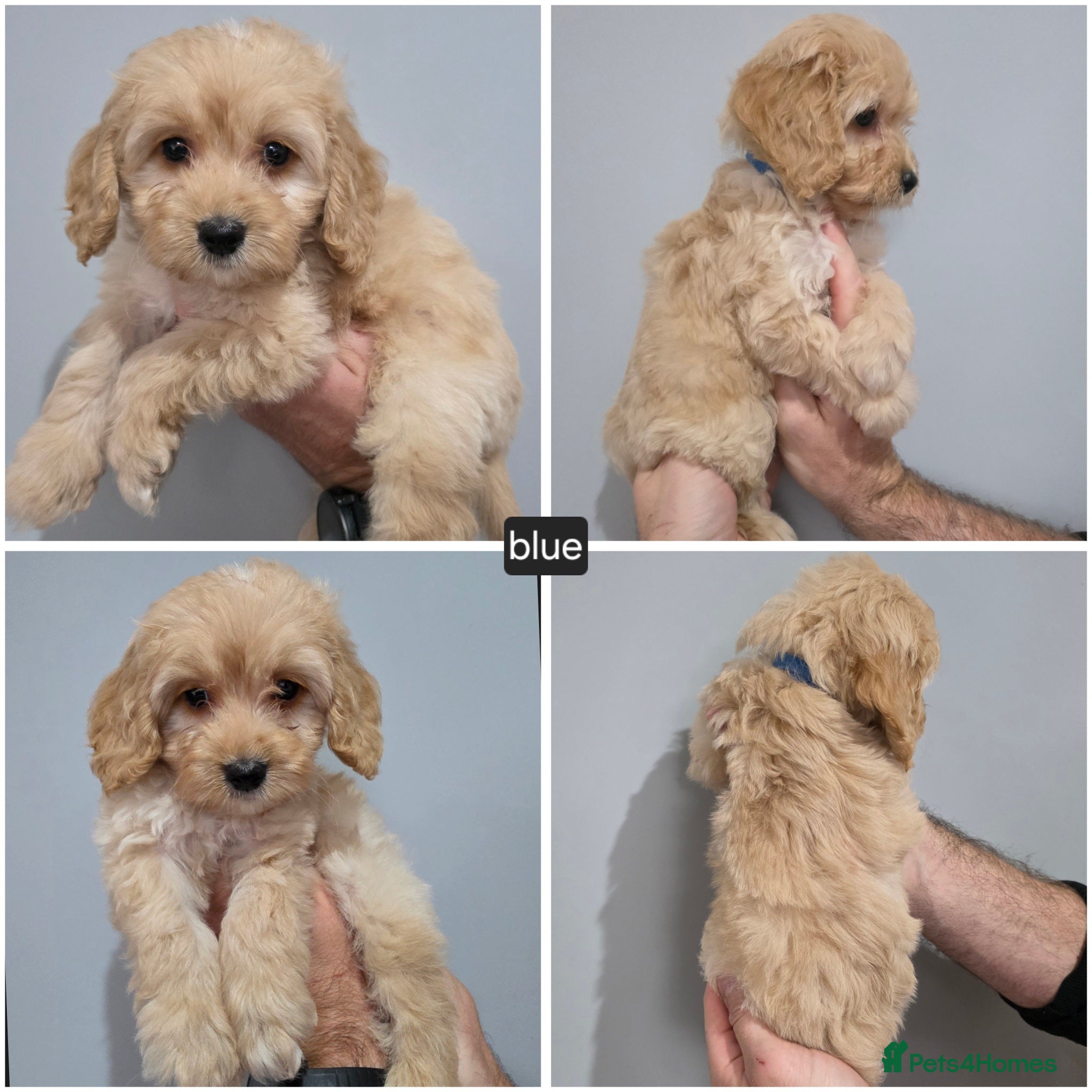 Cockapoo dogs 2 BOYS. DNA Health Tested. Golden Cockapoos  - Advert 2