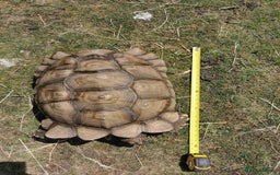 Tortoise reptiles for sale: 9 year old male sulcata tortoise  - Image 4