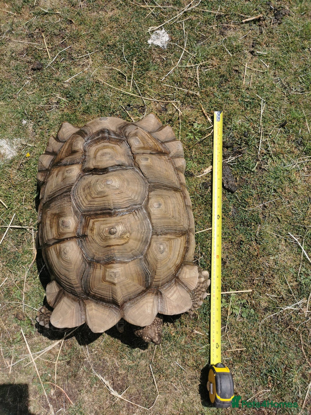 Tortoise reptiles for sale: 9 year old male sulcata tortoise  - Image 4