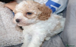Cavapoo dogs for sale: Family raised Cavapoo puppies ready August - Image 10