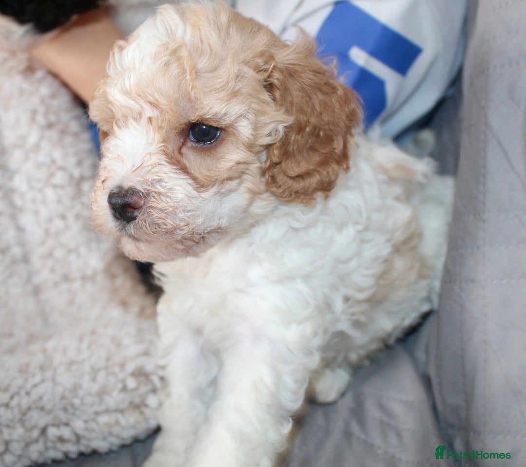 Cavapoo dogs for sale: Family raised Cavapoo puppies ready August - Image 10