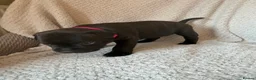 Staffordshire Bull Terrier dogs for sale: KC REGISTERED STAFFORDSHIRE BULL TERRIERS  - Advert 23