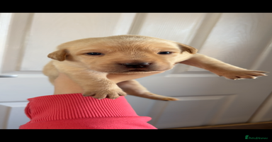 Mixed Breed dogs - Advert 7