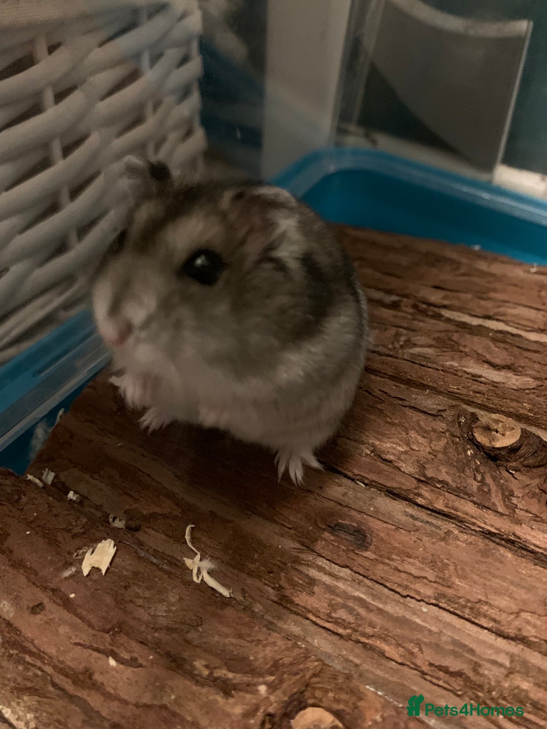 Hamster rodents for sale: Russian Dwarf Hamster with Cage & Accessories - Advert 5