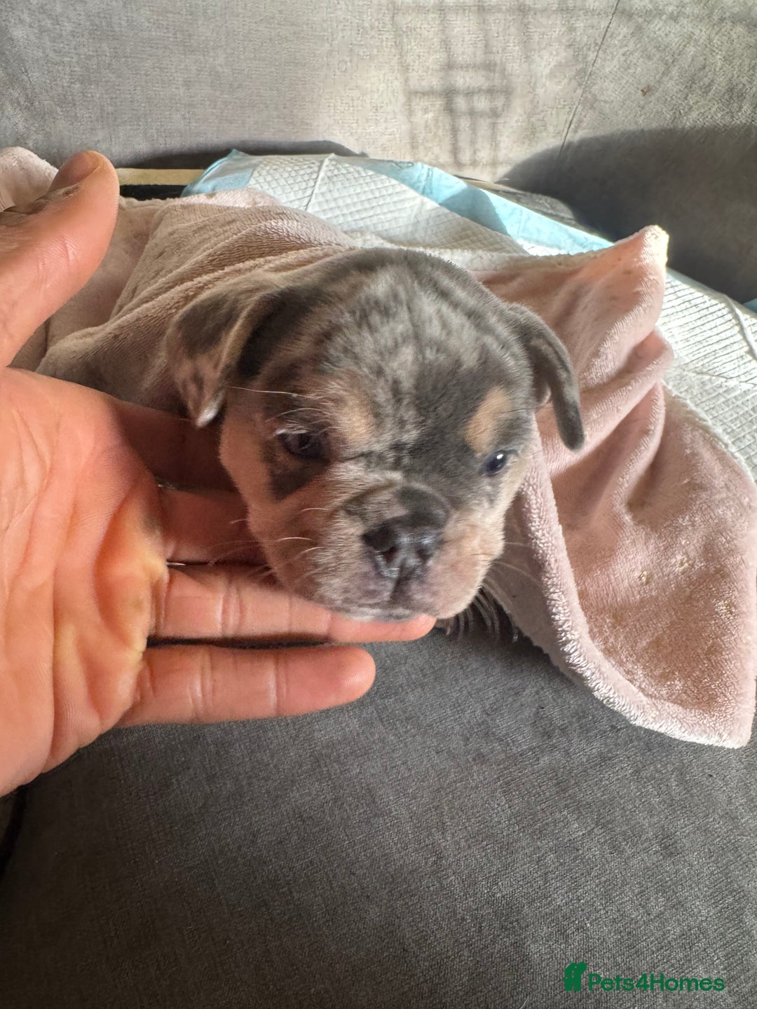 French Bulldog dogs for sale: 🐶 Stunning Merle Lilac Fawn French Bulldogs - Advert 9