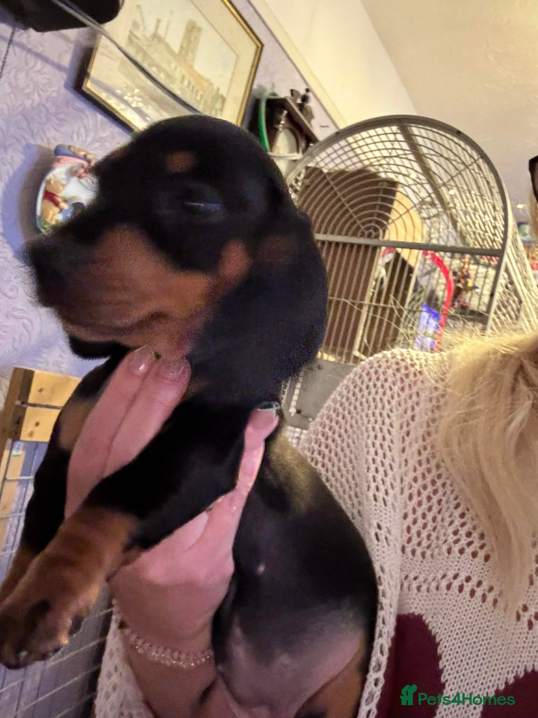 Dachshund dogs for sale: beautiful litter of five dachshund puppies - Advert 6