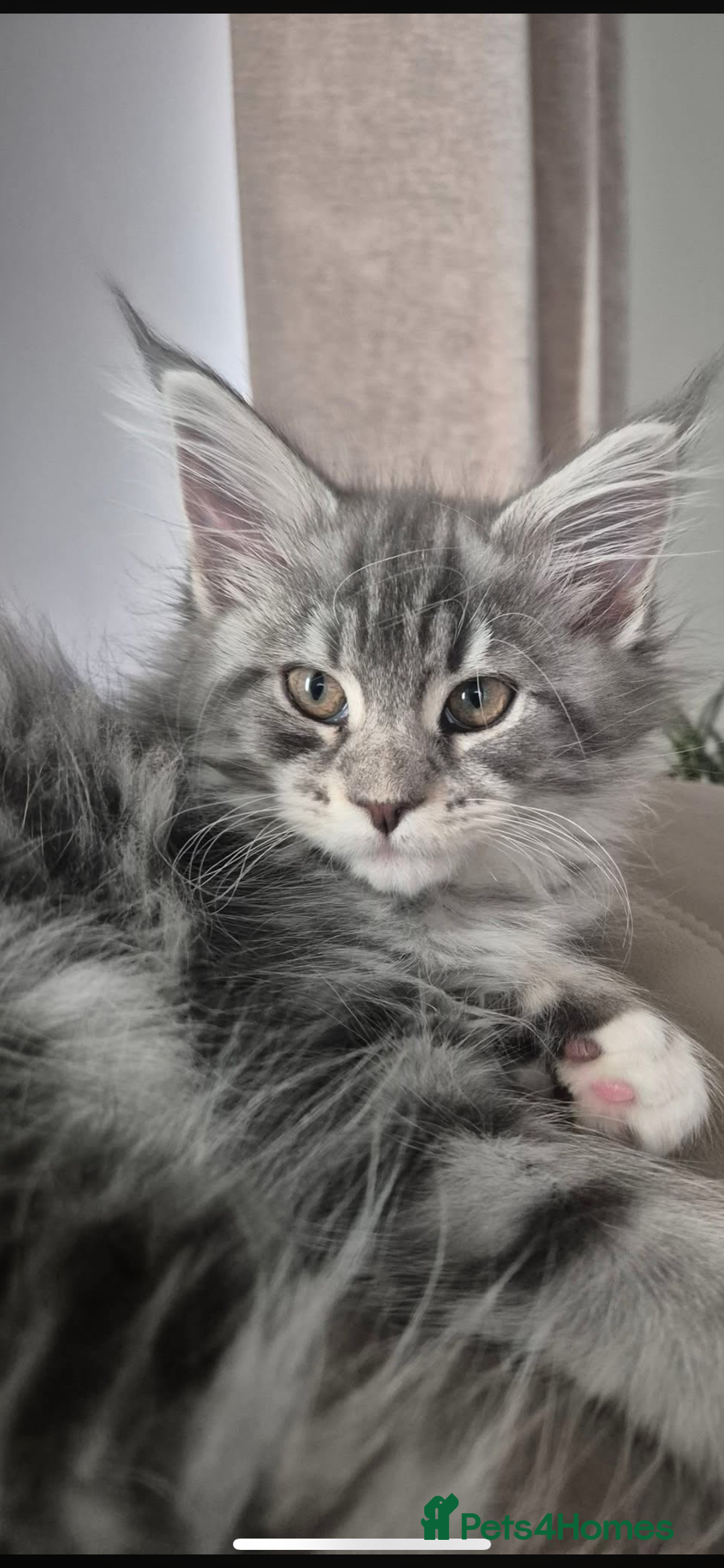 Maine Coon cats for sale: Maincoone kittens - Advert 5