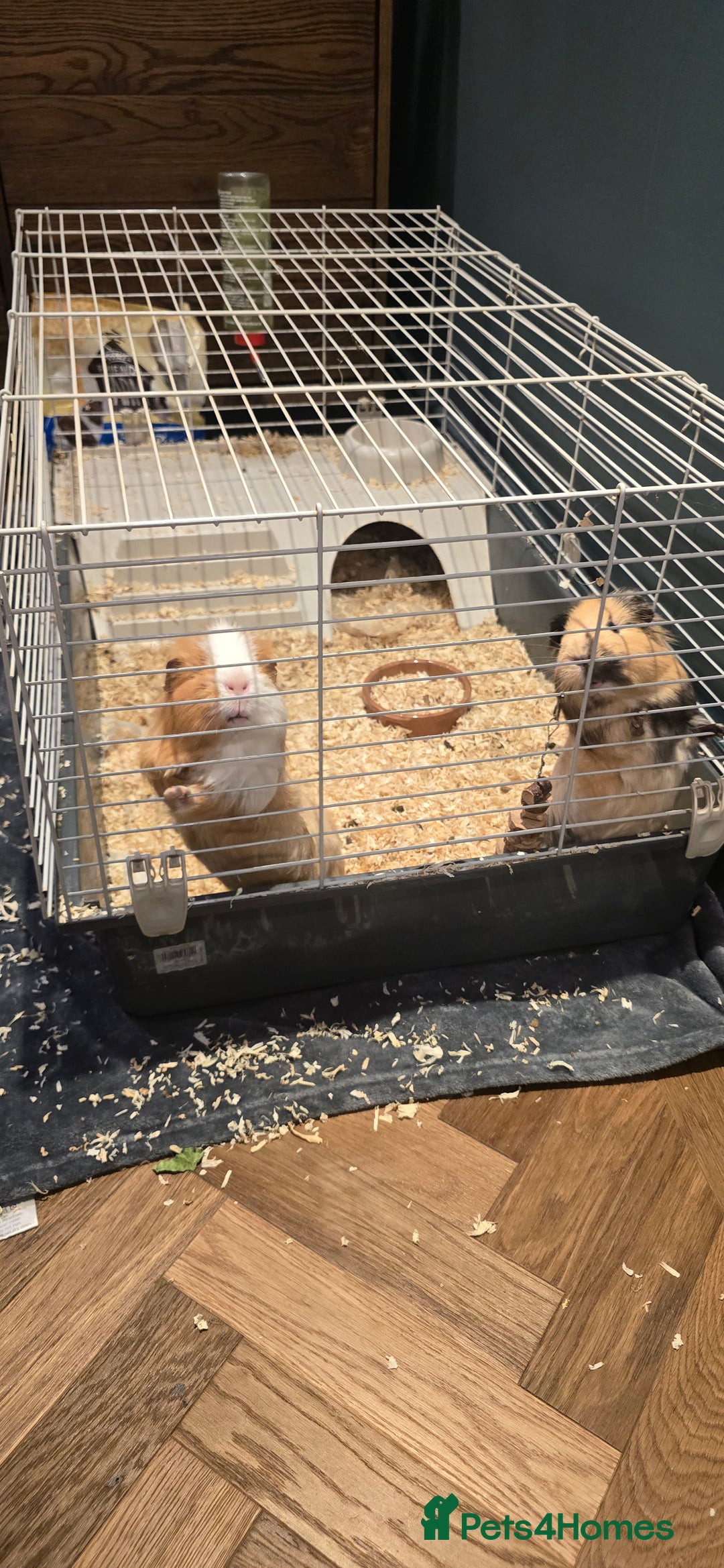 Guinea Pig rodents for sale: 2 Lovely Guinea Pigs for Sale - Advert 3