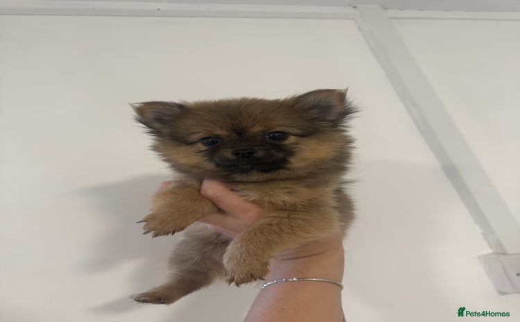 Pomchi dogs - Advert 6