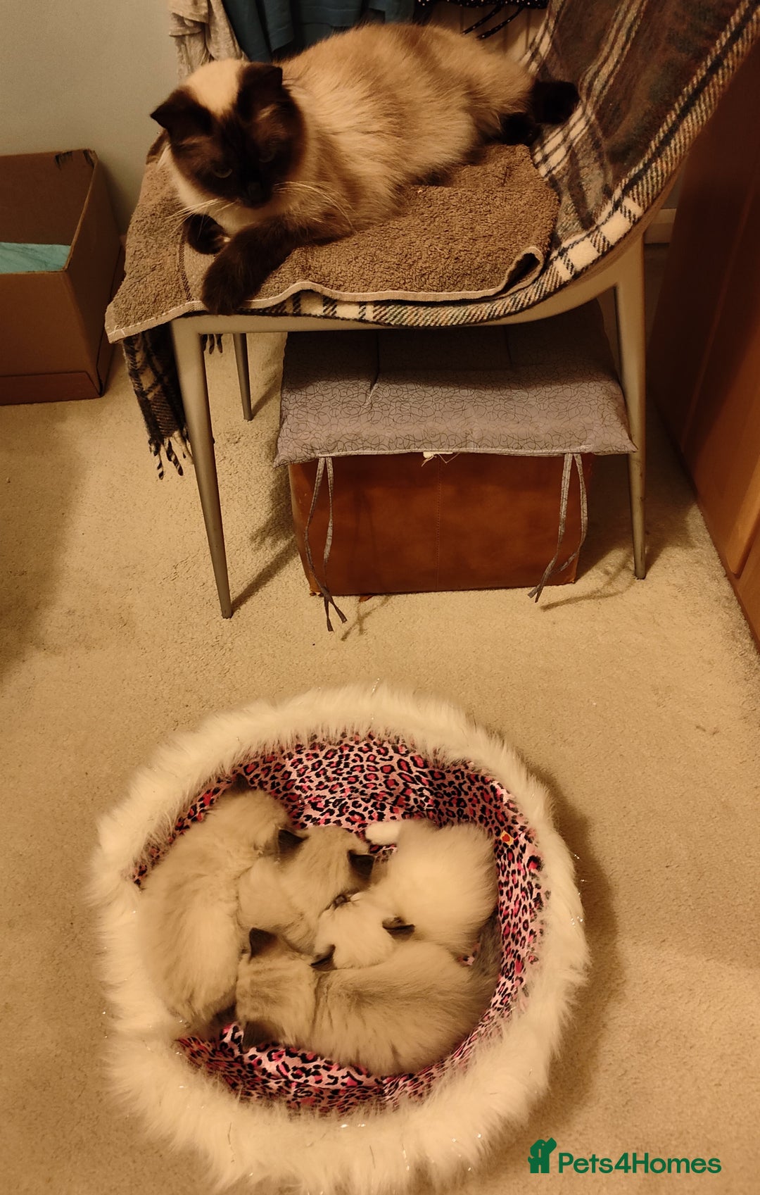 Ragdoll cats for sale: 4 beautiful ragdoll kittens for sale - Oxford - Image 22