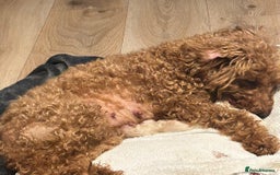 Maltipoo dogs for sale: Tiny bear maltipoo puppys - Image 3