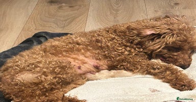 Maltipoo dogs - Advert 5