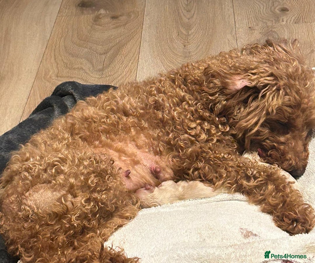Maltipoo dogs for sale: Tiny bear maltipoo puppys - Image 3