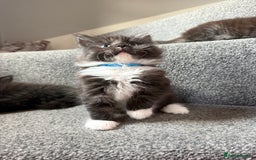 Maine Coon cats for sale: Mixed mainecoons kittens  - Image 12