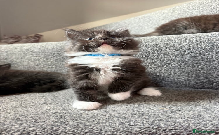 Maine Coon cats - Advert 4