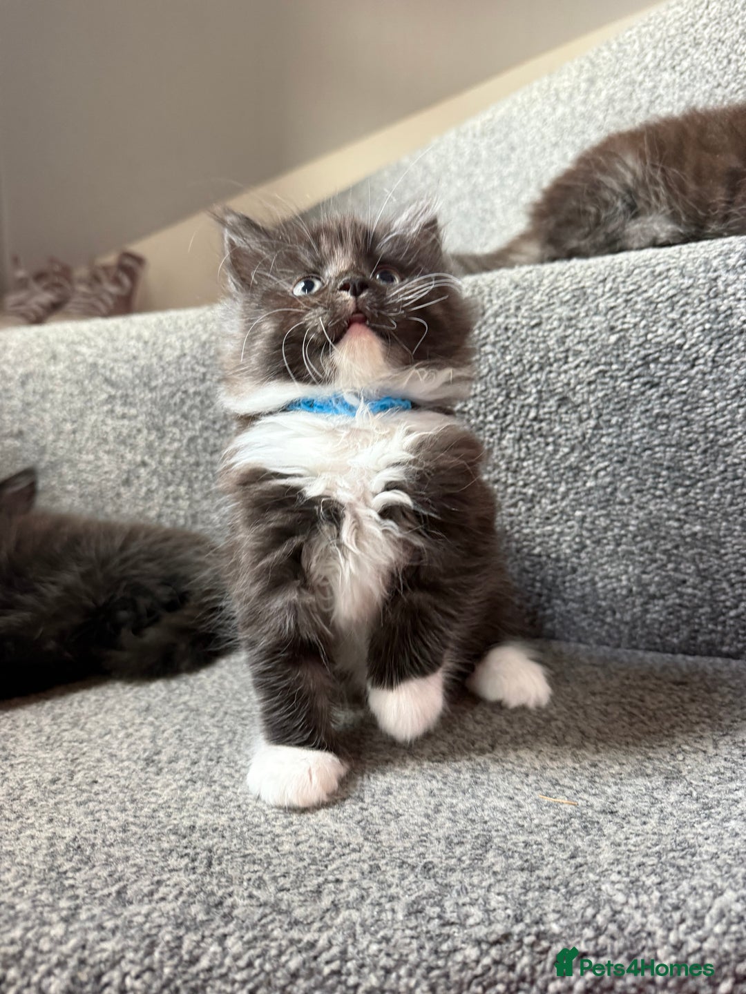Maine Coon cats for sale: Mixed mainecoons kittens  - Image 12