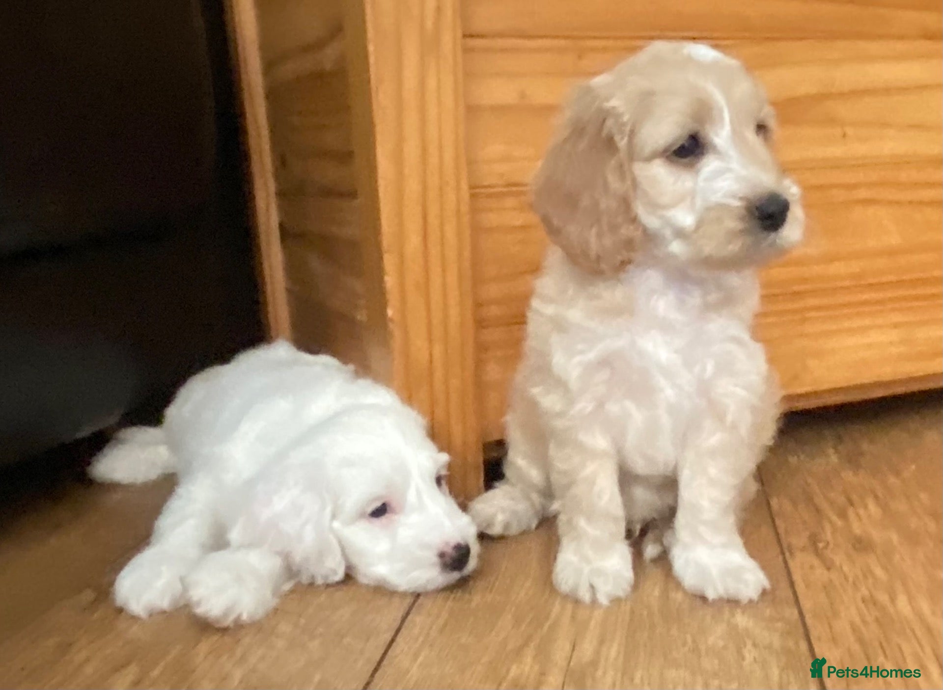 Cockapoo dogs Belles beautiful Angels  - Advert 1