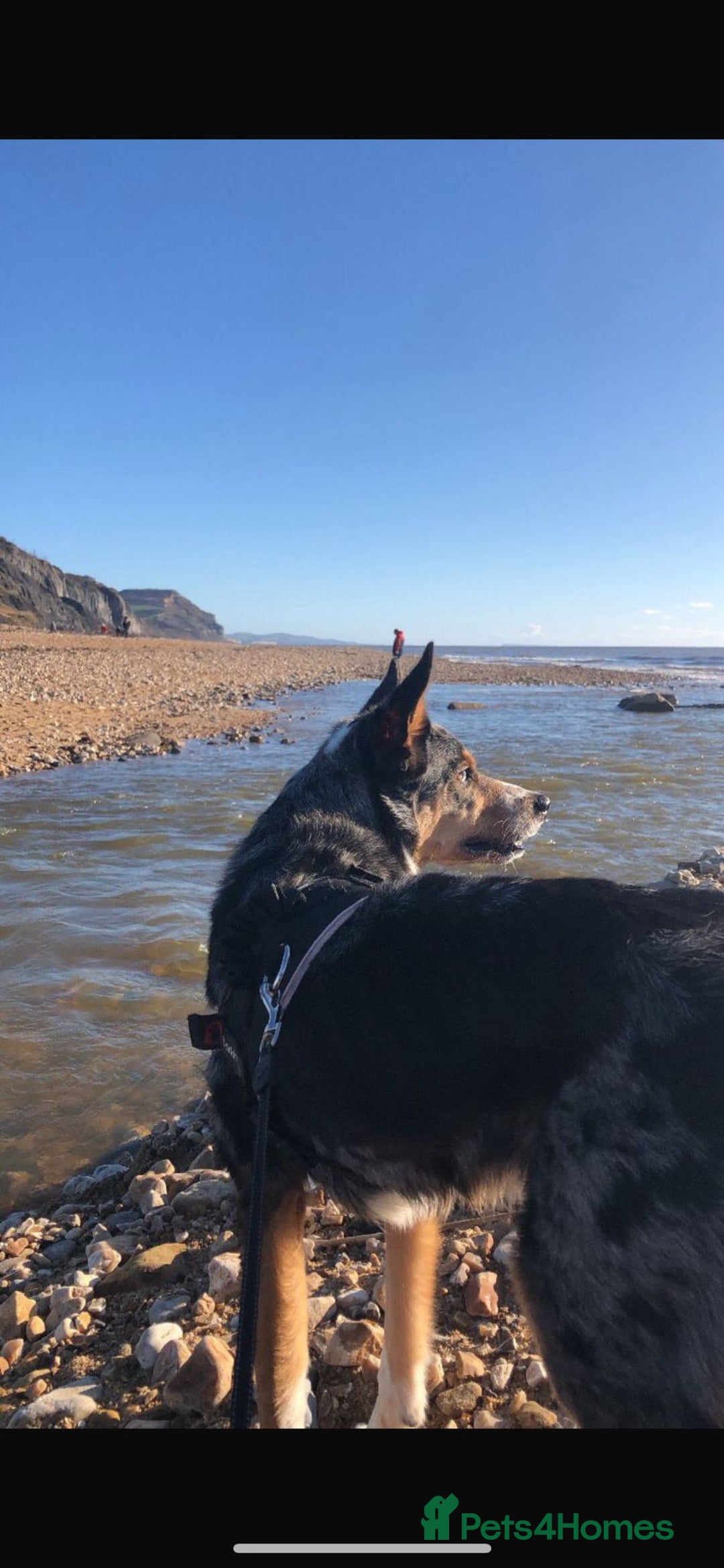 Welsh Collie dogs for sale: Tri colour merle collie - Advert 3