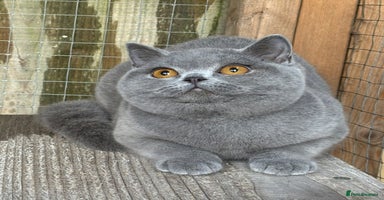 British Shorthair cats Blue girl  - Advert 5