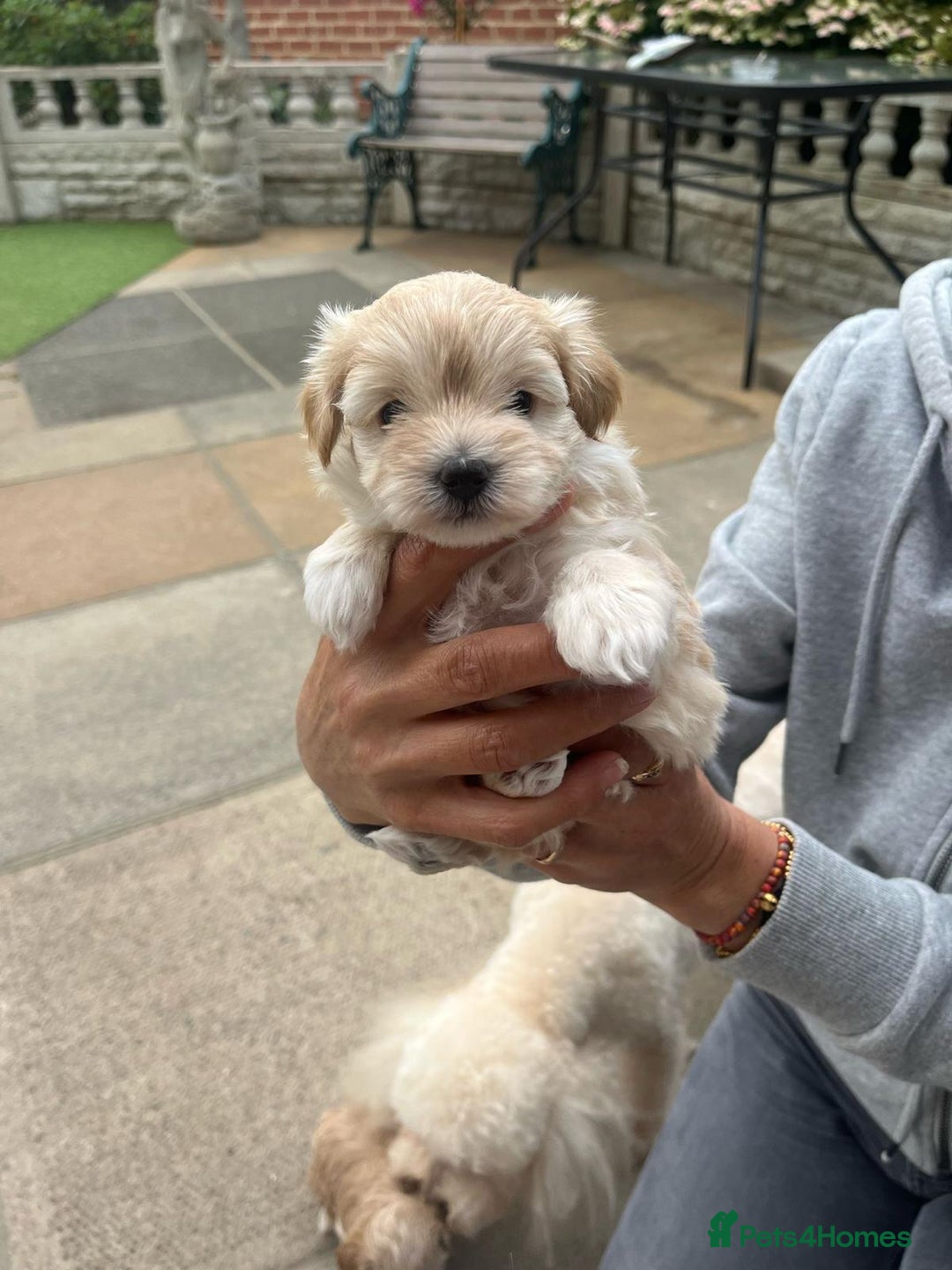 Maltipoo dogs for sale: Beautiful maltipoo puppies looking for new homes  - Image 8