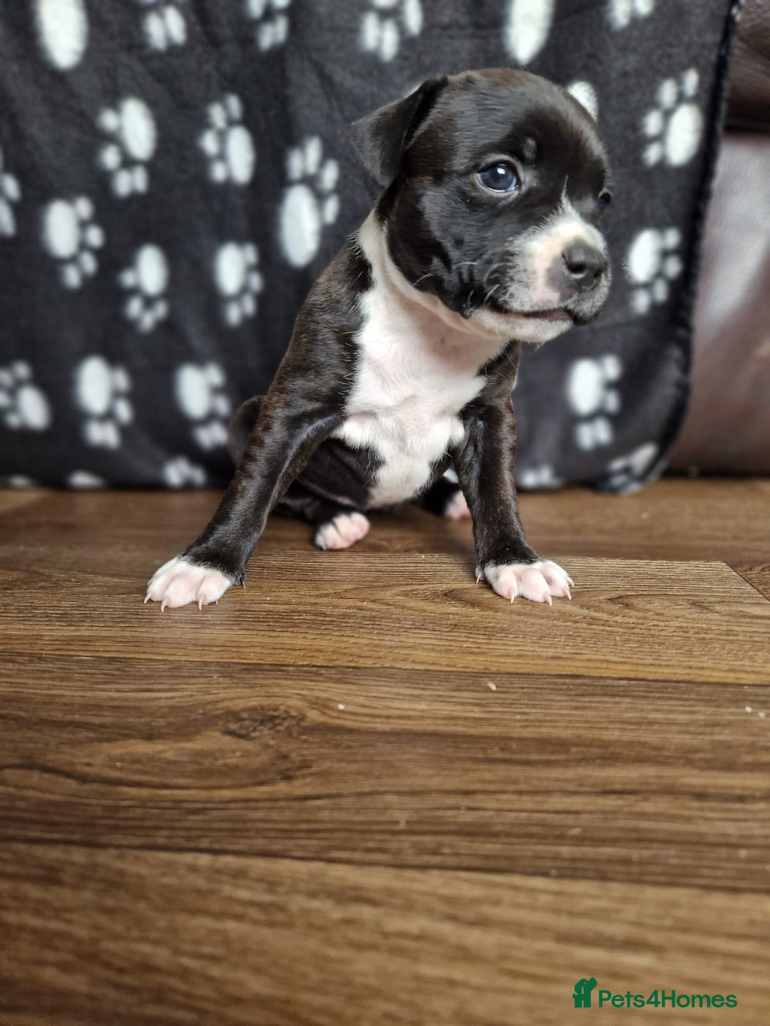 Staffordshire Bull Terrier dogs for sale: KC Reg Staffy Pups – Beautiful Chunky Puppys - Image 7