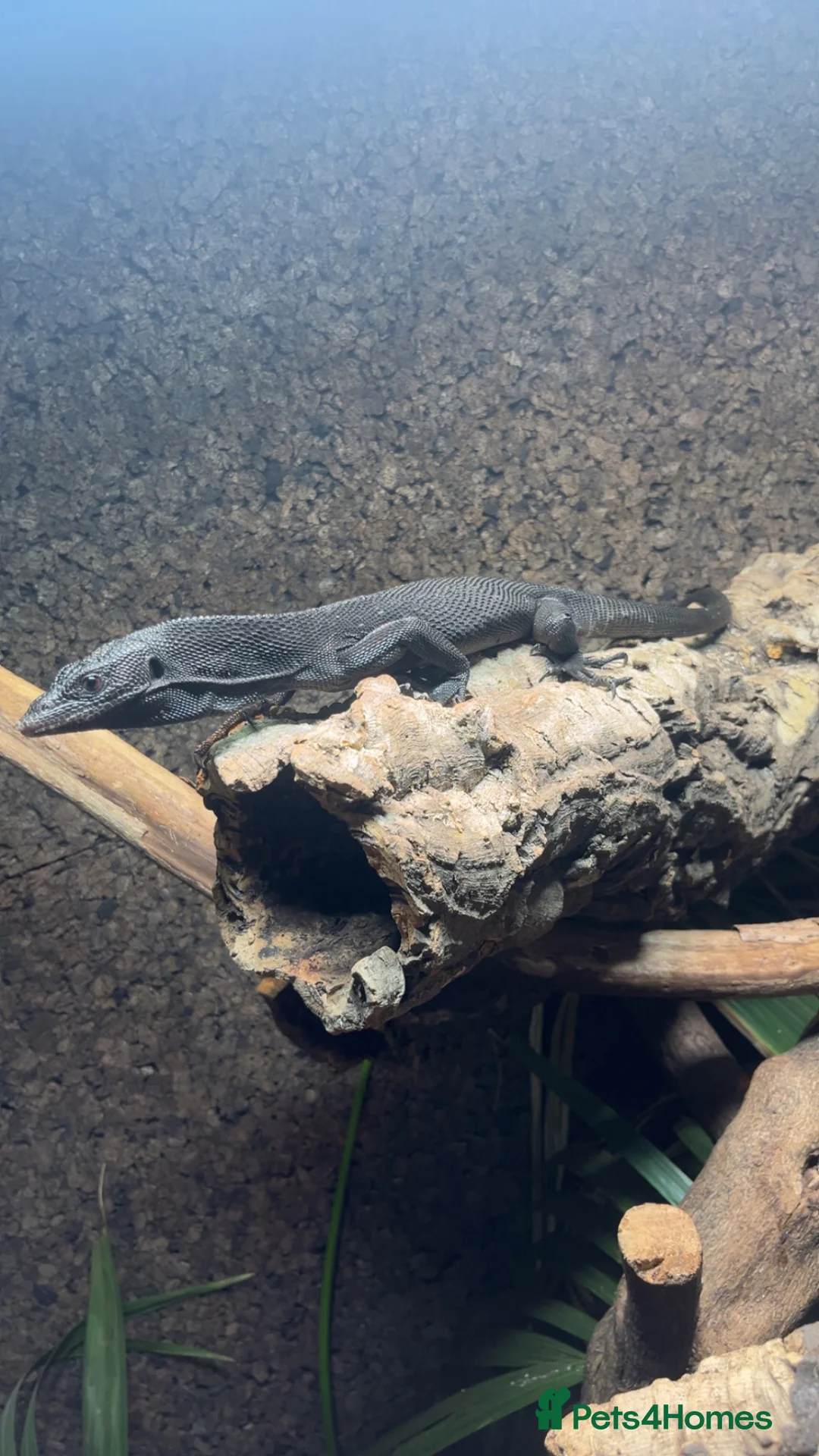 Monitor reptiles for sale: Black tree monitor - Advert 2