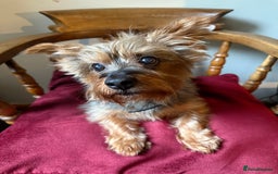 Yorkshire Terrier dogs for stud: Jasper the Yorkie for Stud - Image 4