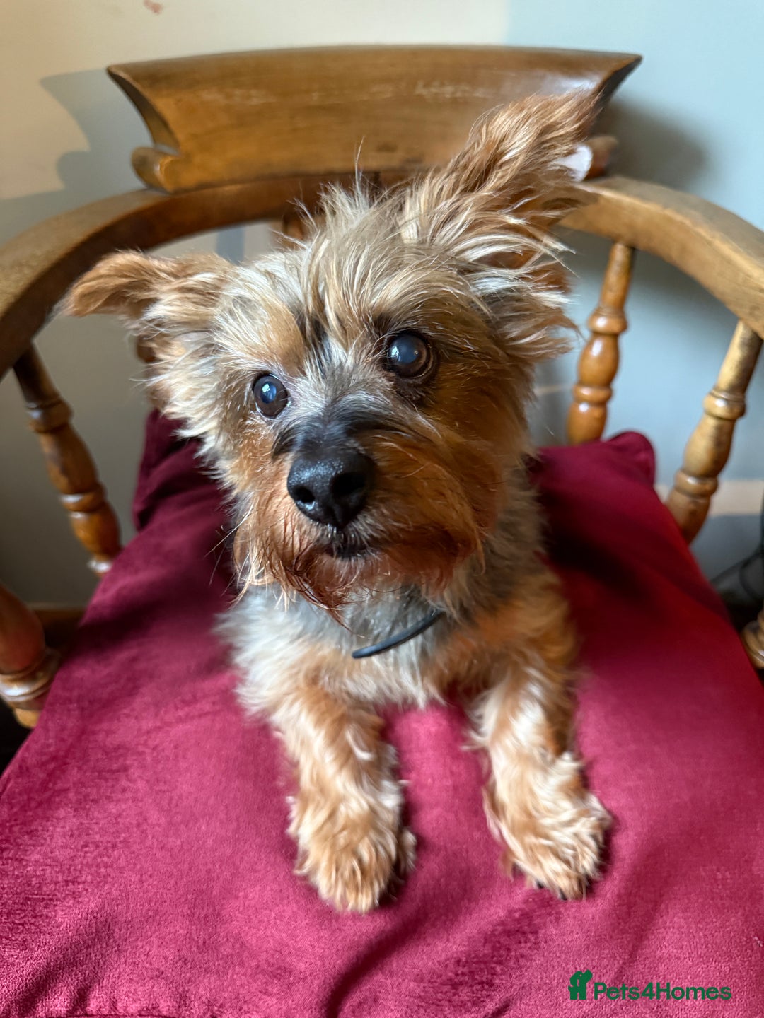 Yorkshire Terrier dogs for stud: Jasper the Yorkie for Stud - Image 4