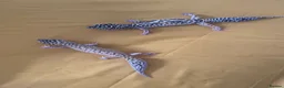 Leopard Gecko reptiles for sale: Leopard gecko sisters in Great Yarmouth - Advert 2
