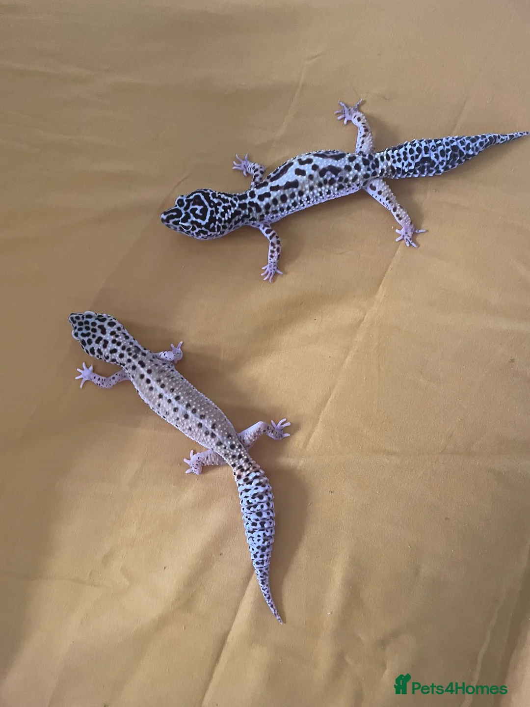 Leopard Gecko reptiles for sale: Leopard gecko sisters in Great Yarmouth - Advert 2