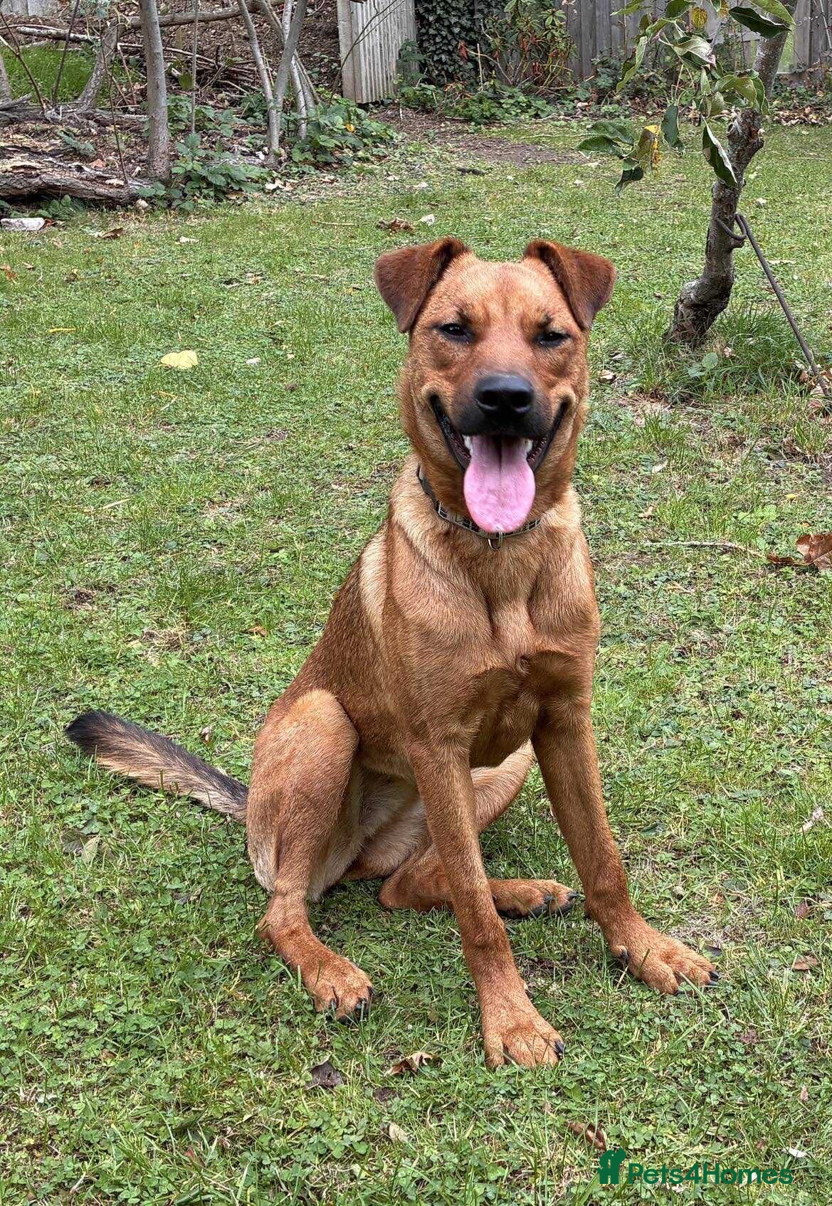 Mixed Breed dogs Sasha with a zest for life  - Advert 8