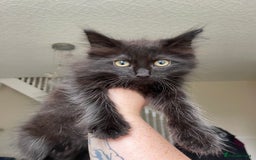 Maine Coon cats for sale: Maine coon x ragdoll kittens - Image 6