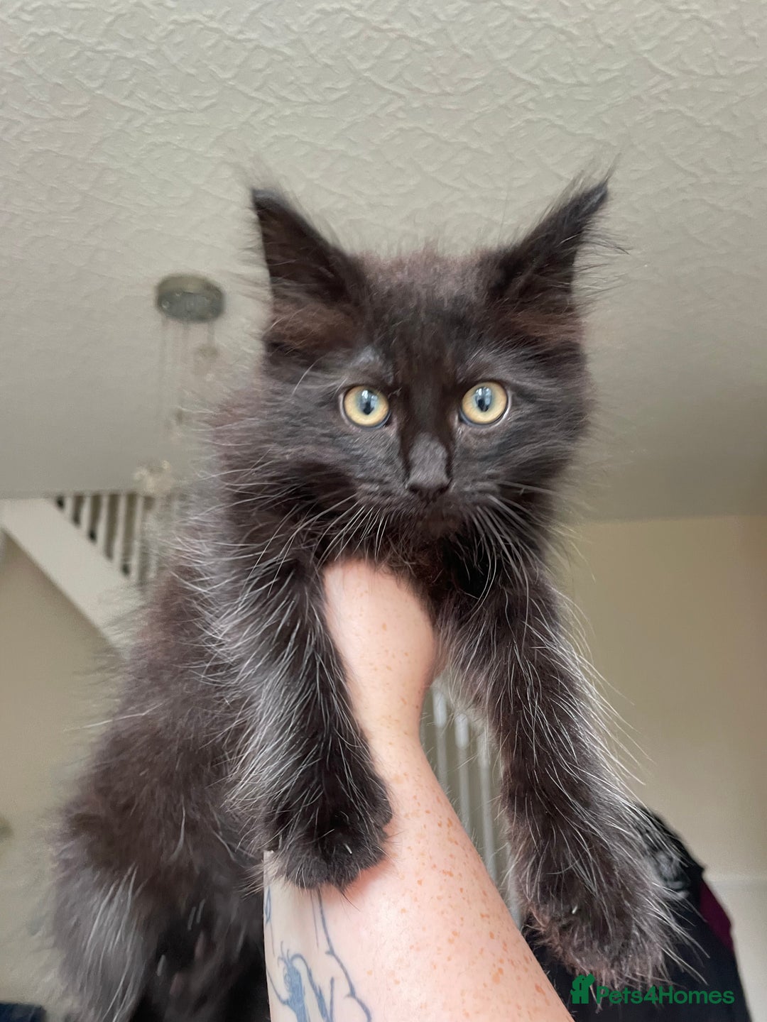 Maine Coon cats for sale: Maine coon x ragdoll kittens - Image 6