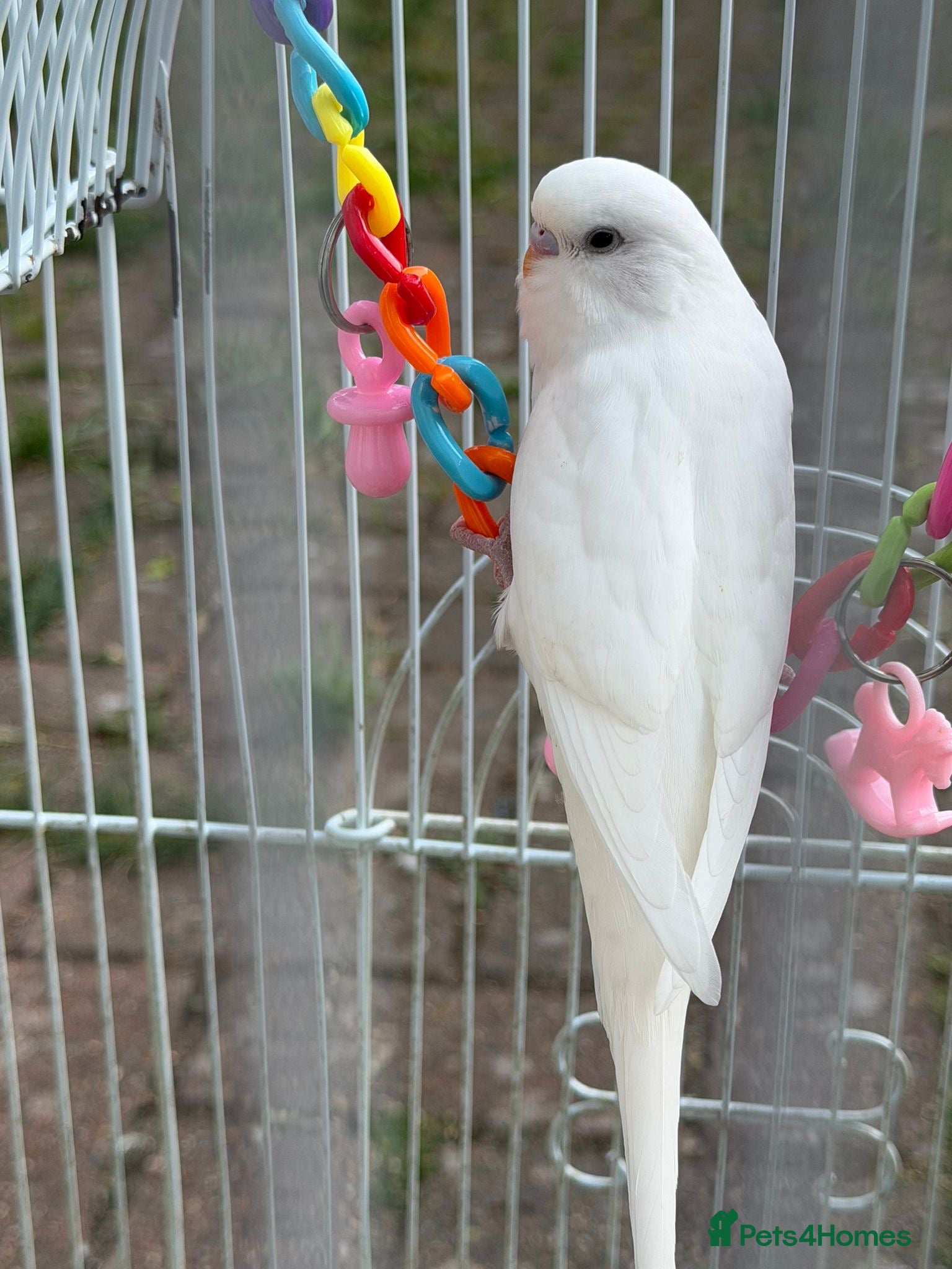 Budgerigars birds Budgies for sale in Norbury - Advert 1