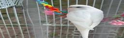 Budgerigars birds for sale: Budgies for sale in Norbury - Advert 1