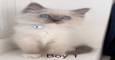 Ragdoll cats - Advert 16