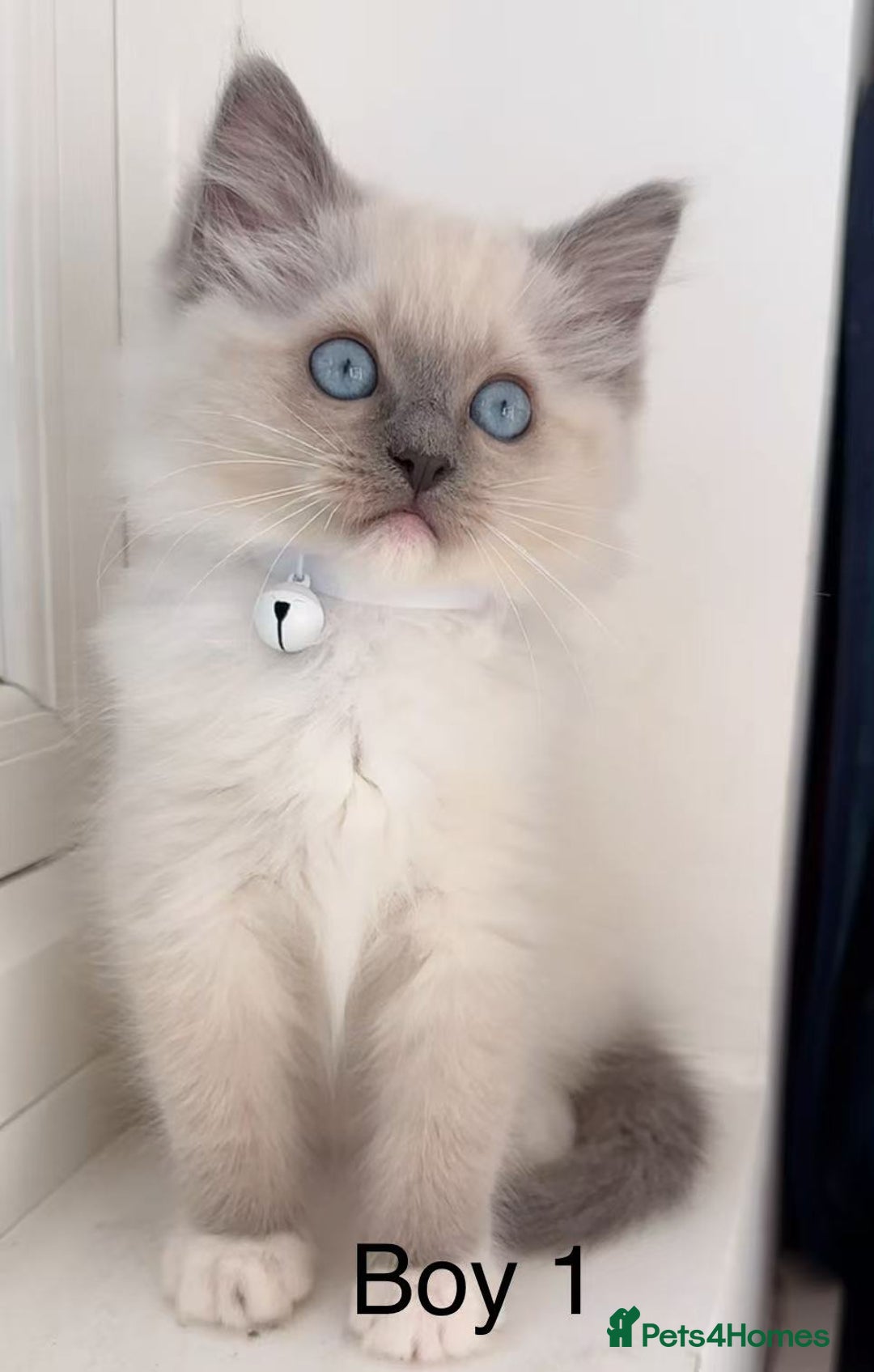 Ragdoll cats for sale: 7 Cute Ragdollyanna kittens  - Image 2