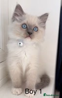 Ragdoll cats - Advert 6