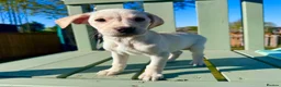 Labrador Retriever dogs for sale: KC Registered Working Labrador Babies 🐾🐾🐾 - Advert 8
