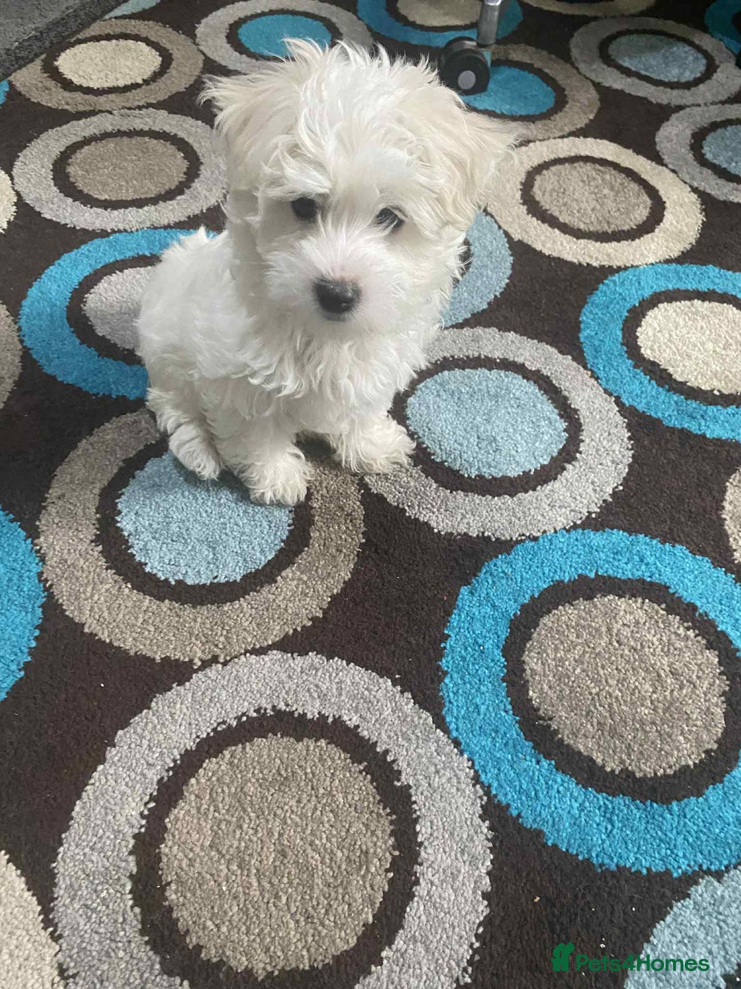 Maltese dogs for sale: Bichon Maltese  - Advert 2