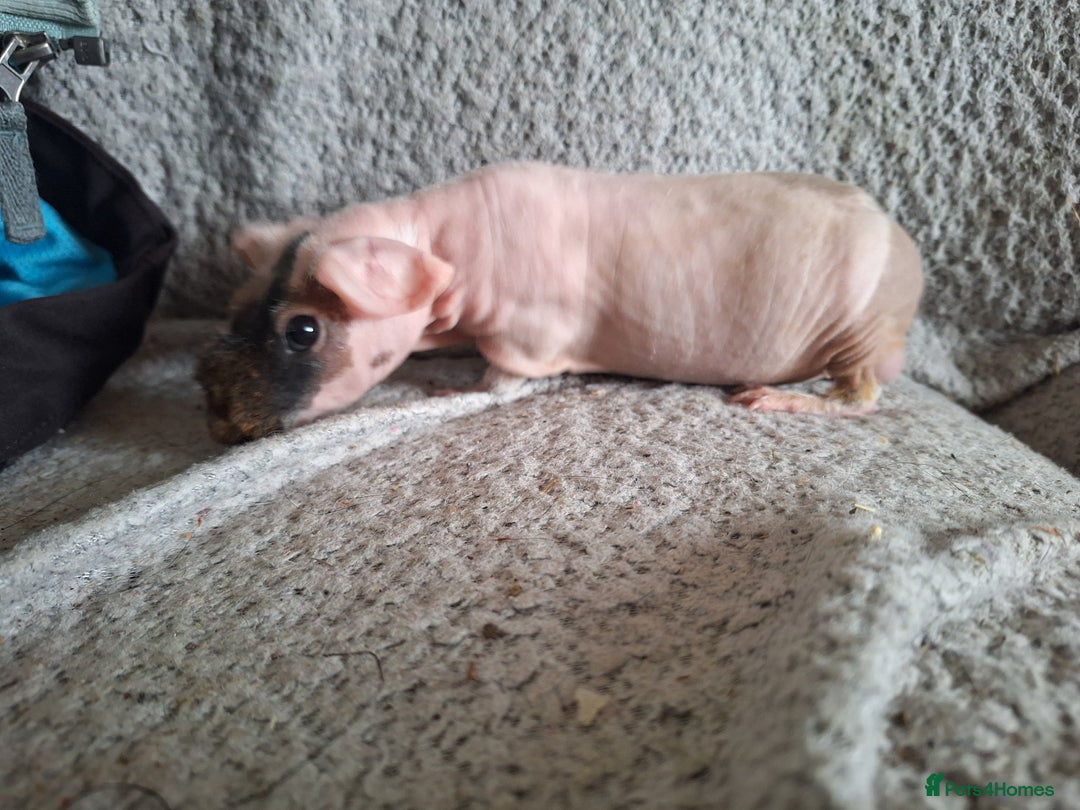 Guinea Pig rodents for sale: Skinny guinea pig boys - Image 6